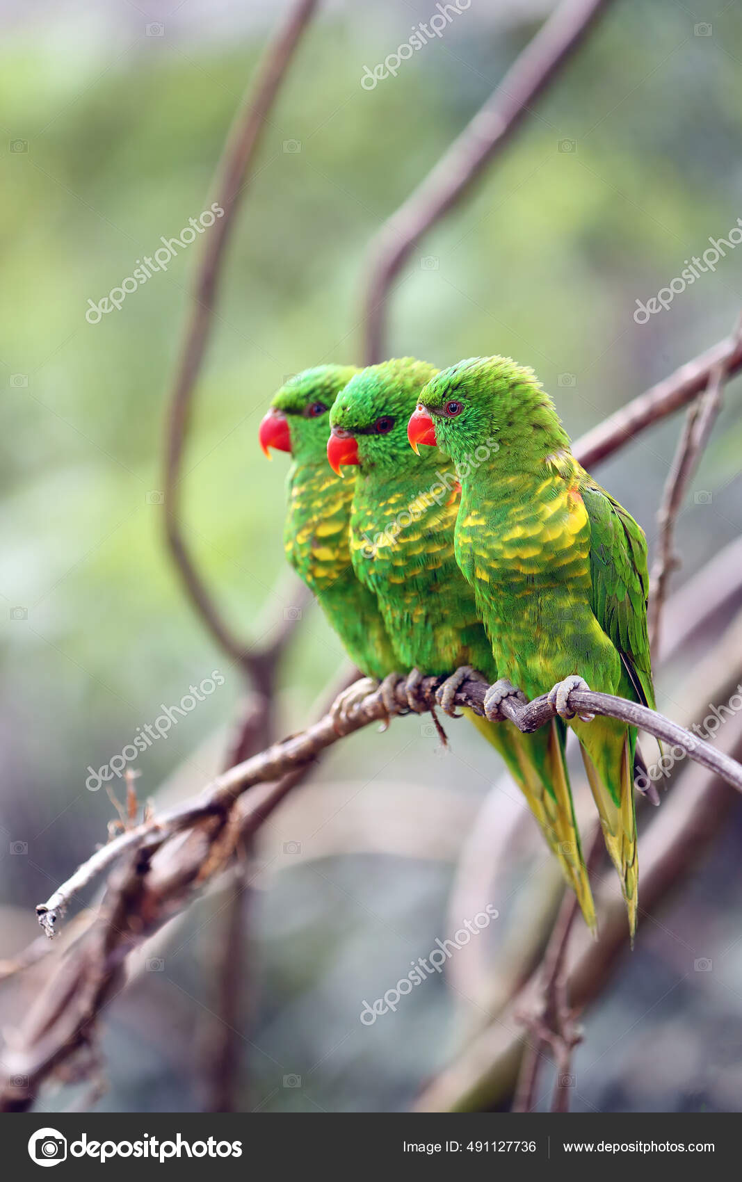 Scaly Breasted Lorikeet Trichoglossus Chlorolepidotus Three Adults