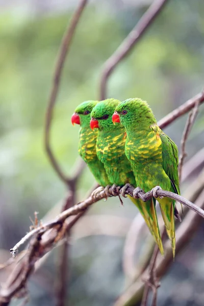 Scaly Breasted Lorikeet Trichoglossus Chlorolepidotus Three Adults Branch Light Background — Stock Photo, Image