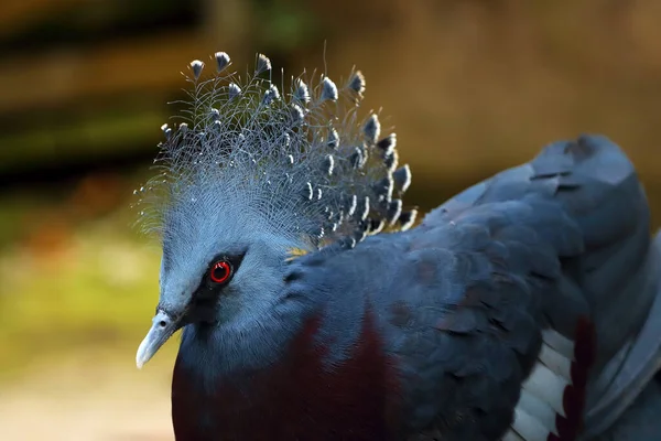 Pombo Coroado Vitória Goura Victoria Retrato Grande Pombo Azul Com — Fotografia de Stock