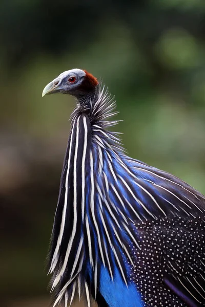 Vulturine Guineafowl Acryllium Vulturinum Portrait Portrait Very Special Guineafowl Dark — Stock Photo, Image