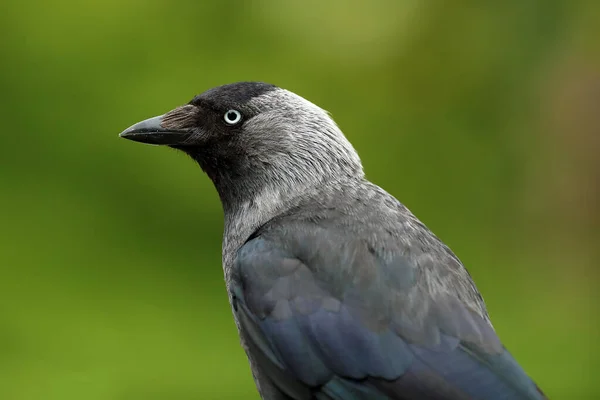 Taccola Occidentale Corvus Monedula Seduta Sul Ramo Con Sfondo Verde — Foto Stock