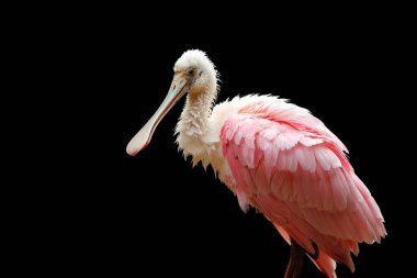 Gül kaşık gagası (Platalea ajaja), siyah arkaplanda bir portre. Koyu arkaplanda pembe su kuşu.