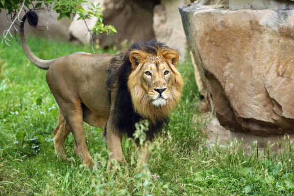 亚洲狮子 Panthera Leo Leo 看着镜头 一只稀有的印度狮子在动物园里被圈养 — 图库照片