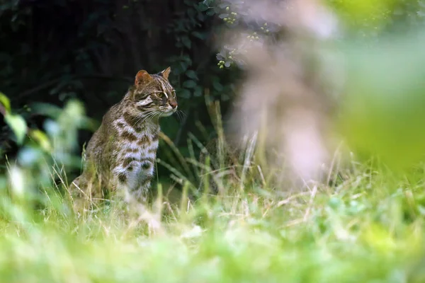 ヒョウ猫 Prionailurus Bengalensis この場合最も北の生活 Prionailurus Bengalensis Euptilurus 緑の背景を持つ大人の猫の肖像画 — ストック写真