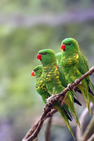 Loriquet Poitrine Écailleuse Trichoglossus Chlorolepidotus Trois Adultes Sur Une Branche — Photo