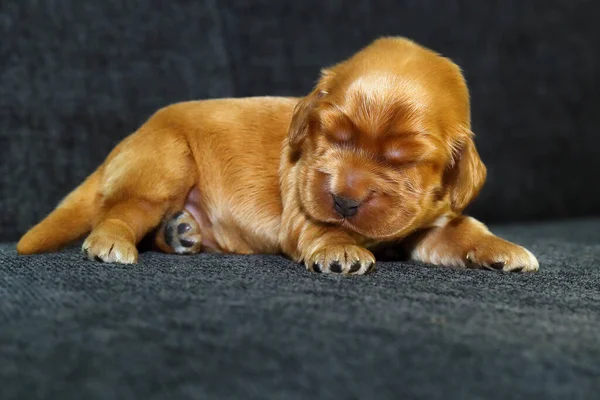 Ngiliz Cocker Spaniel Kanepenin Üzerinde Altın Yavru Köpek Haftası Siyah — Stok fotoğraf