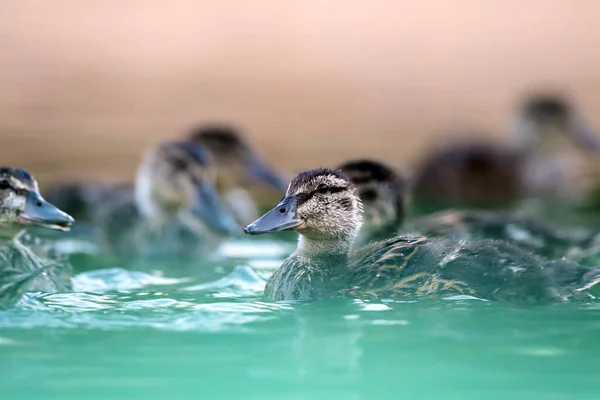 Female Mallard Wild Duck Anas Platyrhynchos Floating Foggy Morning Green — Stock Photo, Image