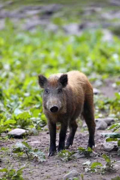 Divočák Sus Scrofa Známý Také Jako Divoké Prasata Nebo Divoké — Stock fotografie