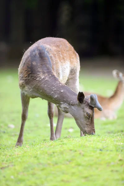 Cervus Nippon 사슴이라고 도알려져 Cervus Nippon 은어린 위에서 — 스톡 사진