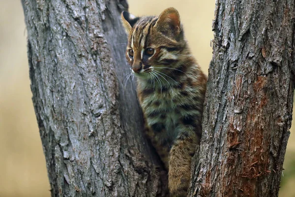 Gato Leopardo Prionailurus Bengalensis Neste Caso Mais Setentrional Prionailurus Bengalensis — Fotografia de Stock