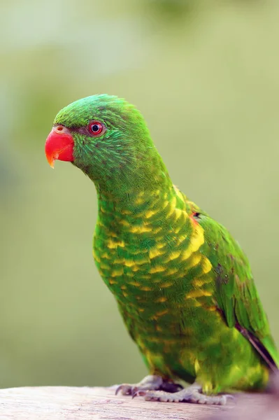 Pullu Göğüslü Lori Trichoglossus Chlorolepidotus Portre Yeşil Bir Papağanın Portresi — Stok fotoğraf