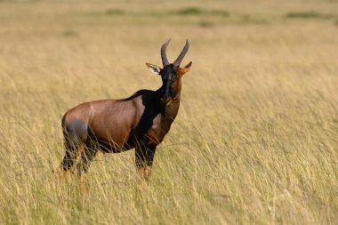 Damaliscus lunatus jimela, Topi 'nin bir alt türüdür. Masai Mara ovasında çimlerin üzerinde duran büyük bir antilop..
