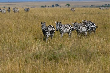 Plains zebra (Equus quagga), eski adıyla Equus burchellii, Masai Mara ovalarında yaşayan bir zebra sürüsü..