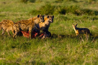 Benekli sırtlan (Crocuta crocuta), aynı zamanda gülen sırtlan olarak da bilinir, bir sırtlan klanı, çakallarla birlikte bir aslan ziyafetinin kalıntılarını yer..