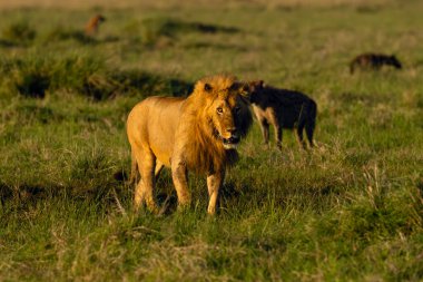 Aslan (Panthera leo), Doğu Afrika aslanı avından uzaklaşıyor ve bir sırtlan klanı tarafından takip ediliyor. Masai Mara rezervlerinden tipik bir durum.