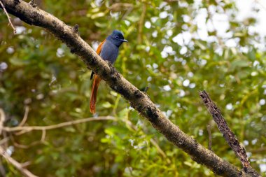 Afrika cennet sinekkapanı (Terpsifon viridis), sık çalılıklarda bir dalda oturan dişi..
