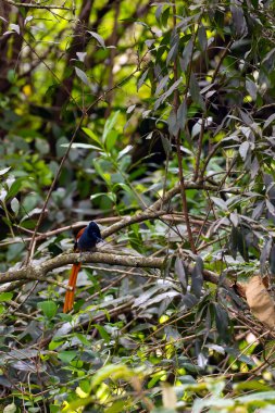 Afrika cennet sinekkapanı (Terpsifon viridis), sık çalılıklarda bir dalda oturan erkek..