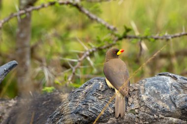 Sarı gagalı öküz kuşu (Buphagus africanus) bir bufalonun boynuzları üzerinde oturuyor..