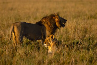 Aslan (Panthera leo), sabahın erken saatlerinde Masai Mara ovalarında büyük bir erkek ve dişi aslan..