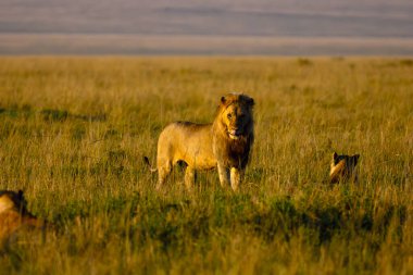 Aslan (Panthera leo), iki dişi aslanla birlikte ovalardaki sarı çimlerde yaşar. Gün doğumunda aslan sürüsü.