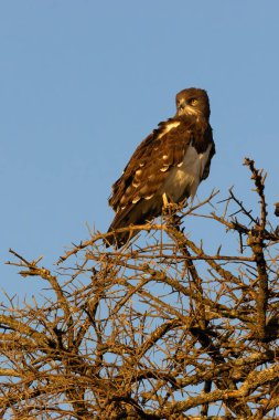 Dövüş Kartalı (Polemaetus bellicosus), uzun bir ağaçta oturan genç kuş..