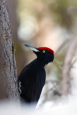 Kara Ağaçkakan (Dryocopus Martius), İskandinavya 'da kışın ağaç gövdesinde kızıl saçlı büyük siyah bir ağaçkakan..