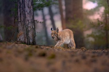 Avrasya vaşağı (Lynx vaşak), günbatımında kozalaklı bir ormanda yürüyen genç bir vaşak. Bir kedinin tipik dikkatli görünmezliği..