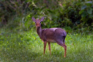 Cavendish 'in Dik-Dik' i (Madoqua Cavendishi), Masai Mara bölgesinin çalılıklarında bulunan küçük bir antilop..