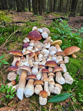 Gerçek mantar koleksiyonu - ladin ve meşe mantarı Boletus edulis ve Boletus retikülatus - bulundukları ormanda temizlendi ve serildi..