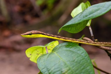 Oxybelis aeneus, genellikle Meksika sarmaşık yılanı ya da yeşil yaprakların arasındaki kahverengi sarmaşık yılanı olarak bilinir..