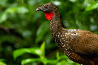 İbikli guan (Penelope purpurascens), Orta Amerika 'dan yeşil arka planlı büyük bir kuş portresi..