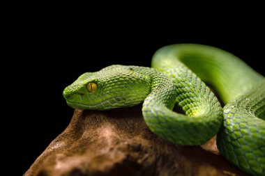 Trimeresurus macrops, siyah arka planı olan bir bagajda yatan çukur engereği. Yeşil zehirli bir yılanın portresi..