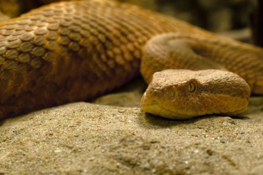 Moorish Viper (Daboia deserti) ayrıca Sahra kayası veya Atlas kör burunlu engerek, büyük bir Kuzey Afrika engereği portresi..