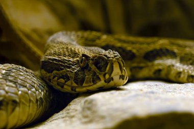 Russell 'ın Viper' ı (Daboia russelii), son derece zehirli bir Asya engereği portresi..