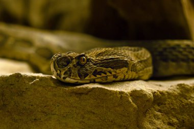 Russell 'ın Viper' ı (Daboia russelii), son derece zehirli bir Asya engereği portresi..