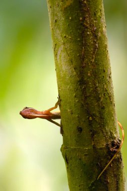 Anolis sınırlamaları, genellikle ince anol ya da sınır anole olarak da bilinir, bir dalda otururken.