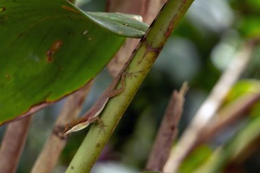 Anolis fuscoauratus, genellikle ince anol olarak bilinir veya kahverengi kulaklı anole yeşil arka planlı kalın bir yaprağın gövdesinde oturur..