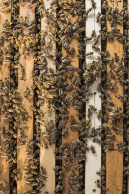 Bal arıları çalışma