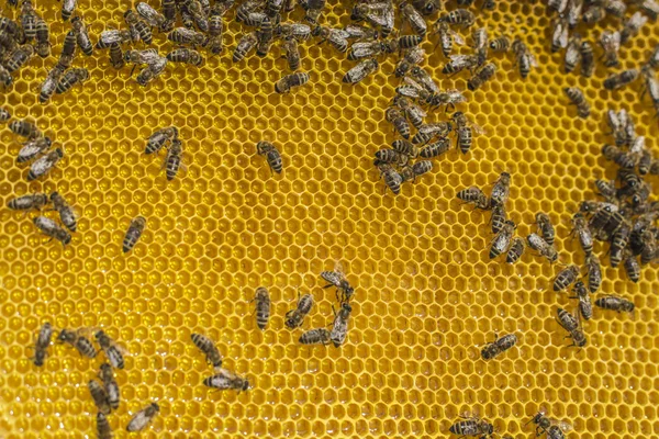 Beekeeping tool.Horizontal shoot.