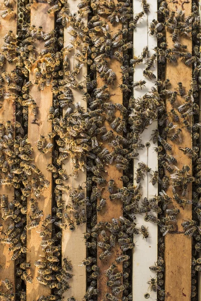 Honingbijen werken — Stockfoto