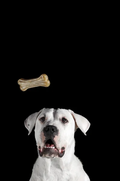 Biscotto di cane Osso — Foto Stock