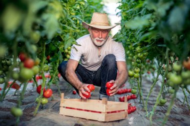 Çiftçi domates topluyor. Sebze yetiştiriyor. Bahçe konsepti..