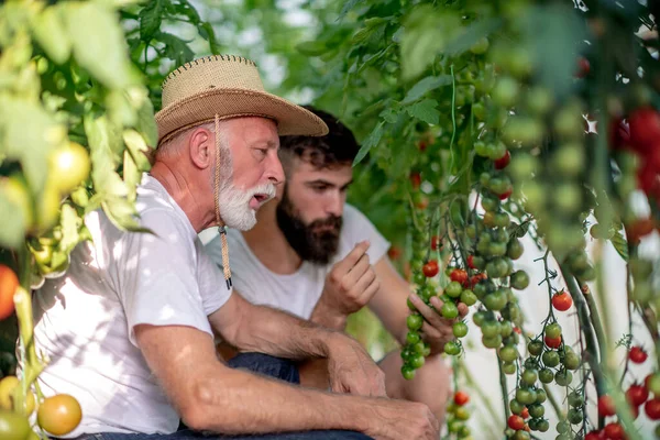 Tatăl Fiul Verifică Recolta Roșii Seră Oameni Agricultură Grădinărit Concept — Fotografie, imagine de stoc