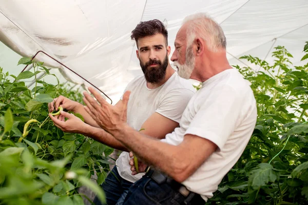 Vader Zoon Controleren Oogst Van Paprika Kassen — Stockfoto