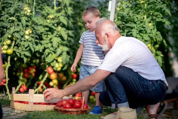 Kleine Jongen Zijn Grootvader Verzamelen Tomaten Kas — Stockfoto