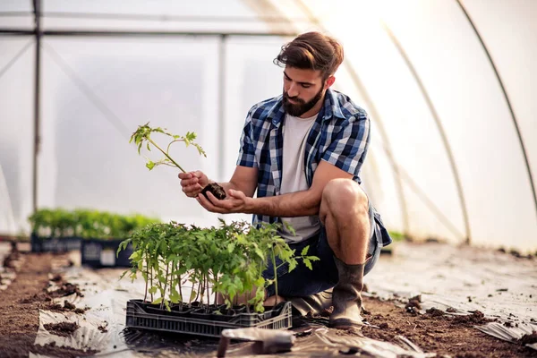 Gros Plan Homme Serre Tomates Dans Une Serre Horticulture — Photo