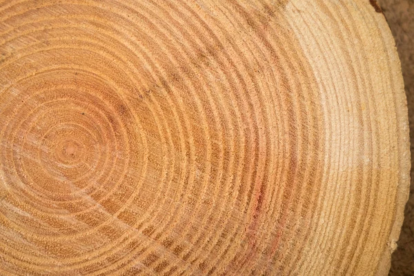 Close up of wooden texture of cut tree trunk — Stock Photo, Image