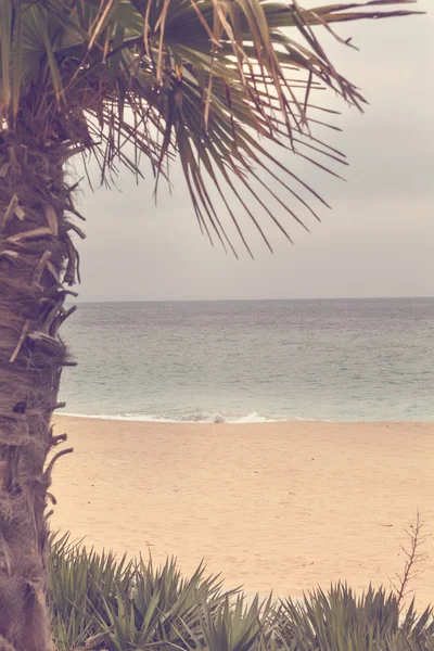 Summer beach - palm tree, sea water. Golden sands, Varna, Bulgaria — Stock Photo, Image