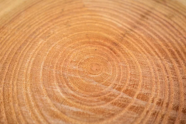Perto de textura de madeira de tronco de árvore cortada — Fotografia de Stock