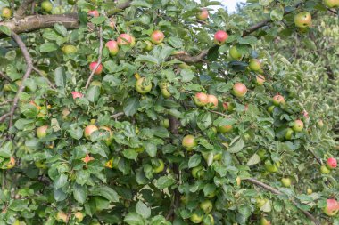 Elma ile elma hasat için hazır